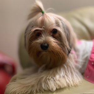 Meet your Posher, Jasmine